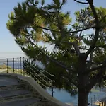 Cypresses